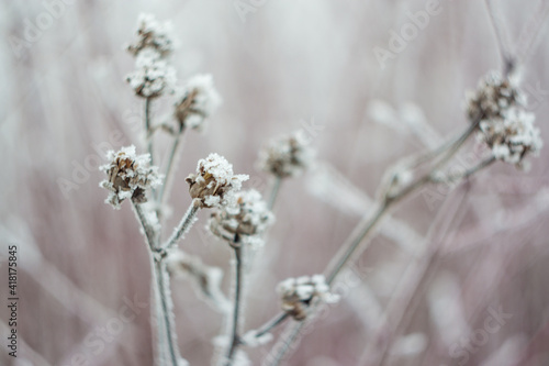 Close up shot of frost on plants © belminmesh