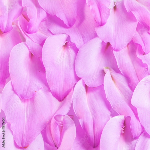 purple lilies petals background composition ,close up.