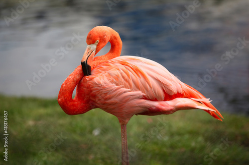 Carribean Flamingo