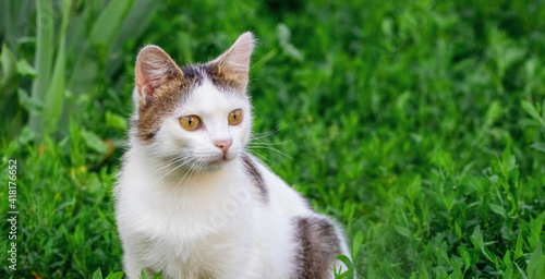 Little white spotted cat in the garden on the green grass