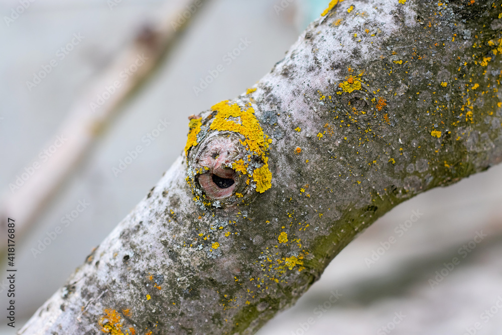 A thick branch of a tree covered with lichen, a tree disease A thick branch of a tree covered with lichen, a tree disease