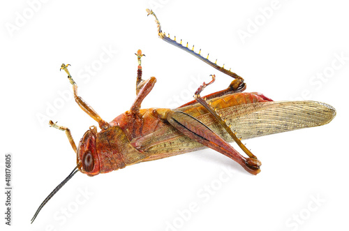 Dead Migratory locust, Locusta migratoria (Acrididae: Oedipodinae). Pest control concept. Isolated on a white background  photo