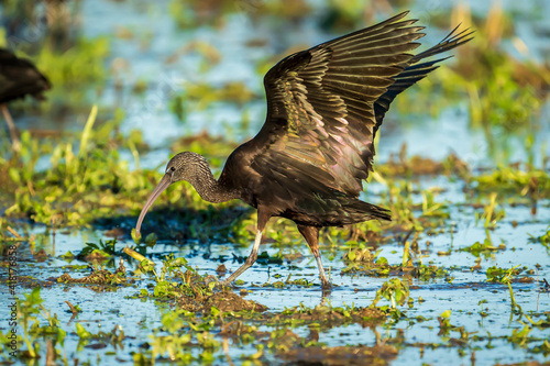 Glossy ibis  plegadis falcinellus  with a single leg in a rice field in the Albufera de Valencia natural park.