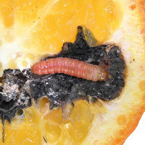 Larva (caterpillar) of False Codling Moth, Thaumatotibia leucotreta. It is a serious citrus pest. On a cut of a tangerine, a gallery of a moth larva and rot caused by its vital activity are visible  photo