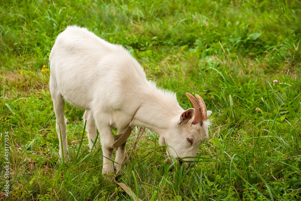 Goat grazes in a meadow and chews green grass. Goat grazes in a meadow and chews green grass.