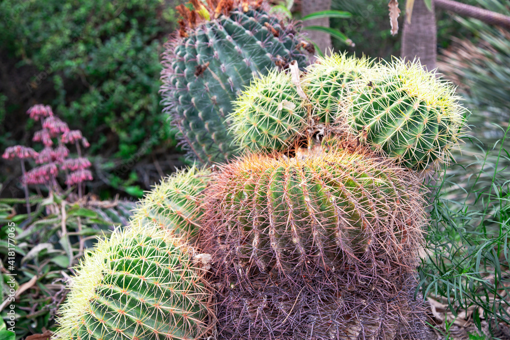 Balls cactus Echinocactus grusonii in Ein Gedi oasis and a nature reserve in Israel, located west of the Dead Sea Balls cactus Echinocactus grusonii in Ein Gedi oasis and a nature reserve in Israel, located west of the Dead Sea