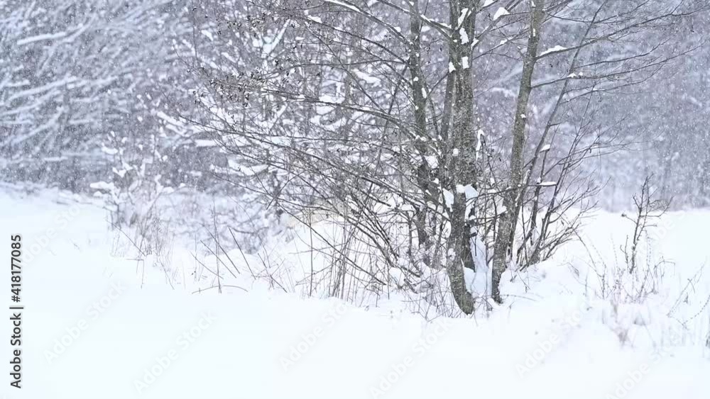 Siberian Husky, walks in the woods like a lone wolf predator, winter and winter animal hunting.new Siberian Husky, walks in the woods like a lone wolf predator, winter and winter animal hunting.new