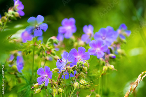Flax flowering. Blue flax flowers on a blurred background