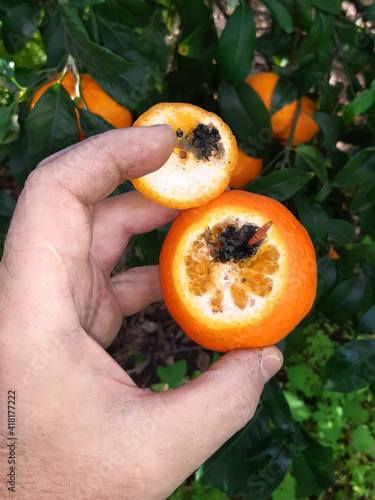Supervisor tests the insect pests of the citrus trees. Tangerine damaged by False Codling Moth. Moth larvae gallery and rot caused by the vital activity of moths is visible on a tangerine cut  photo