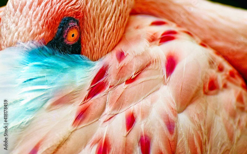 close up of a red flamingo