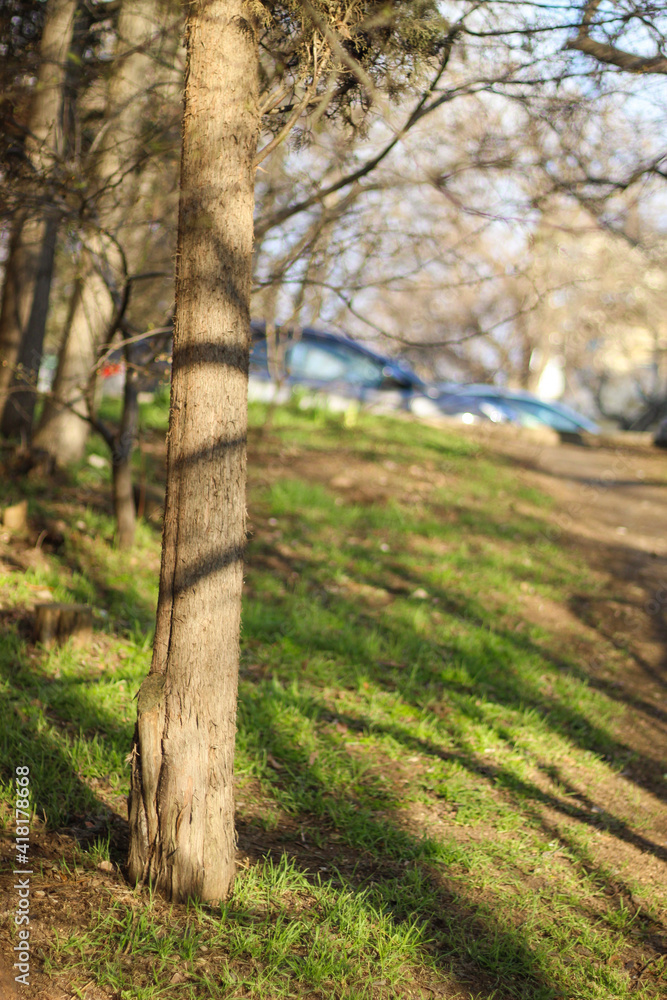 quiet spring green park. desert path quiet spring green park. desert path