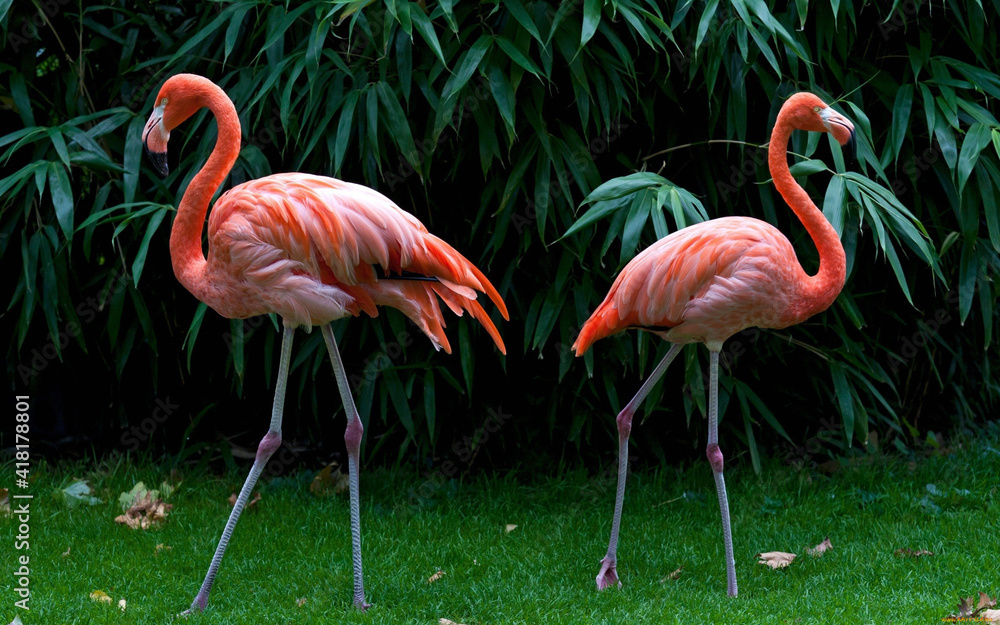 pink flamingo in the zoo pink flamingo in the zoo