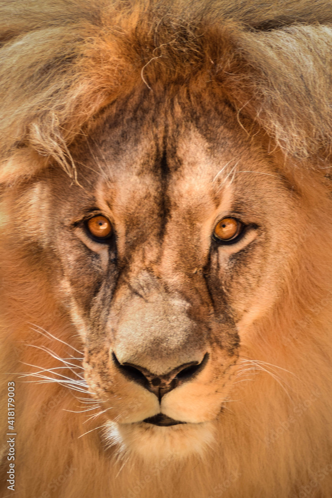 Naklejka premium Lion in our zoo in the Czech republic. He is in zoo usti and he is so beautiful one