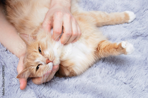 Hands of a Caucasian woman stroking beige cat lying on a gray plaid.