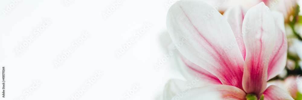 Beautiful Light Pink Magnolia Tree with Blooming Flowers during Springtime in English Garden, UK, banner size Beautiful Light Pink Magnolia Tree with Blooming Flowers during Springtime in English Garden, UK, banner size
