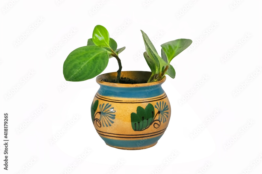 Houseplant in a ceramic pot isolate on a white background. Houseplant in a ceramic pot isolate on a white background.