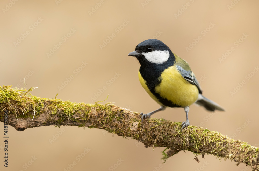 Great tit close up ( Paerus major )