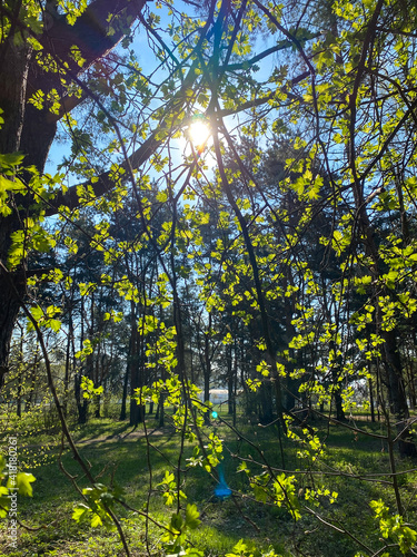 Fresh spring leaves in a sunny spring forest