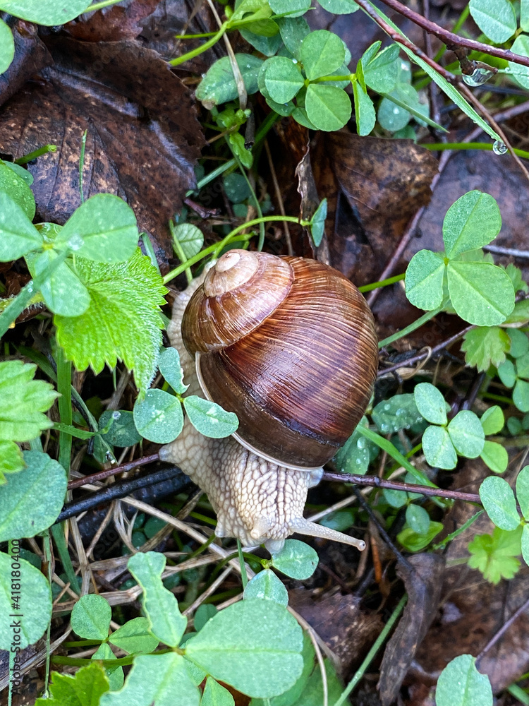 Young fresh snail in a fresh spring forest or meadow