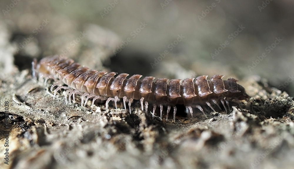 Macro photography of millipedes Polydesmus. Arthropod common on woods. Close up to multi-leg scary bug. Nice grey and brown monochromatic background. Macro photography of millipedes Polydesmus. Arthropod common on woods. Close up to multi-leg scary bug. Nice grey and brown monochromatic background.