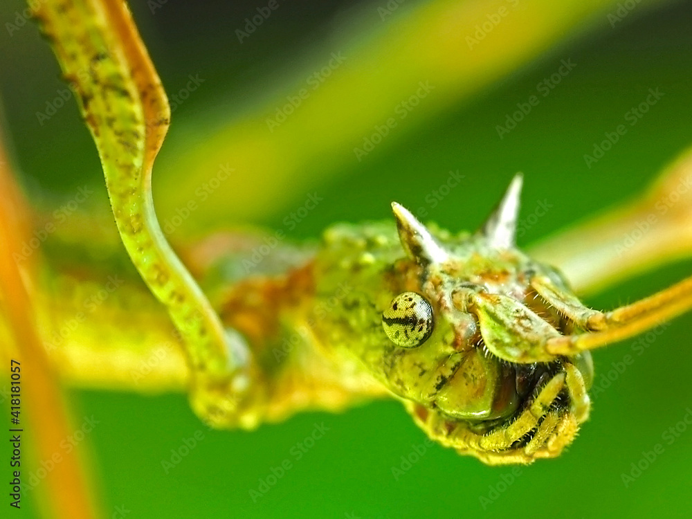 Vietnamese walking stick macro photography on green background. Close up to the head with peculiar eyes, jaws and horns. Vivid green background. Vietnamese walking stick macro photography on green background. Close up to the head with peculiar eyes, jaws and horns. Vivid green background.