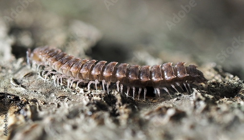 Macro photography of millipedes Polydesmus. Arthropod common on woods. Close up to multi-leg scary bug. Nice grey and brown monochromatic background. © Natalia