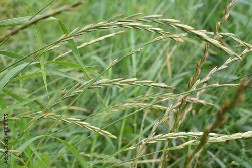 In the meadow growing cereal plant couch grass (Elymus repens)