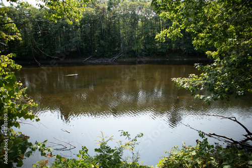 pond in the park