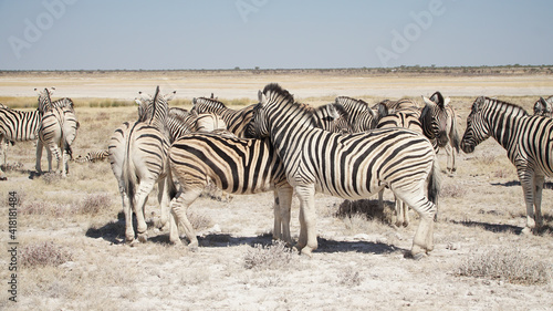 Zebra herd seen during a safari in the dry bush of Etosha National Park, Namibia.
