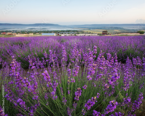Morning in the lavender field. Very beautiful landscape. A blooming field of lavender.