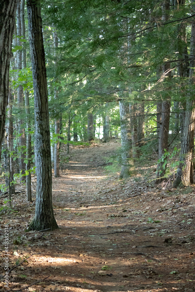 Obraz premium footpath in the woods