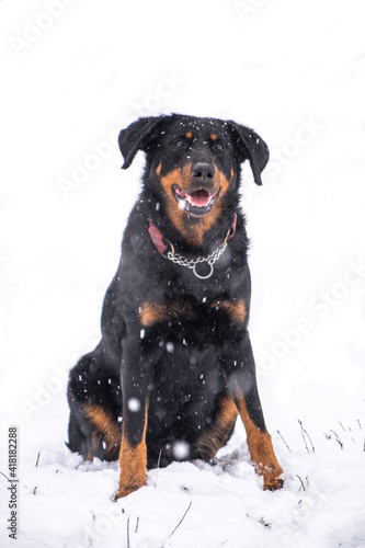 French shepherd dog sits in the snow, snout in the frame, in a winter park.
