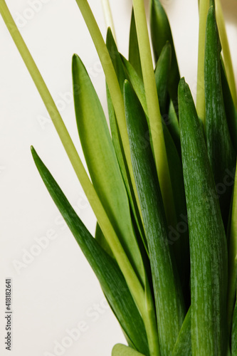 Close-up frame of fresh white tulips in a transparent glass vase on a light background