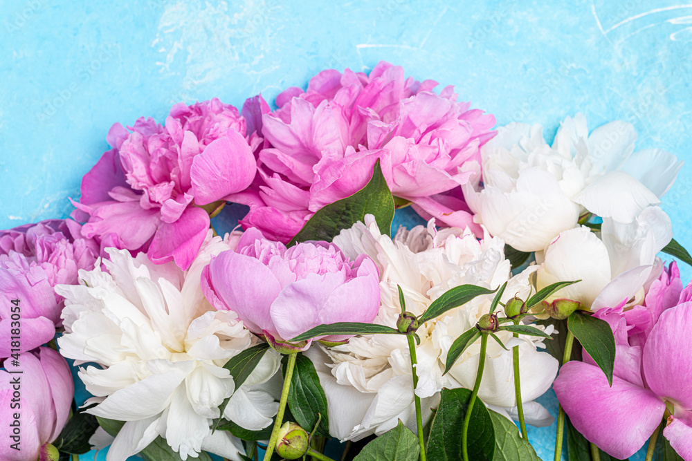 Obraz premium Bouquet of pink and white peony flowers on blue background. Holidays concept, Mothers day, greeting card. Spring, flowering, summer flowers