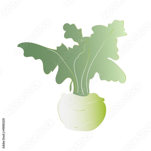 Kohlrabi in green color. Vegetarian, vegan, healthy food. Hand drawn. Gradient. Vector illustration. Isolated on white.