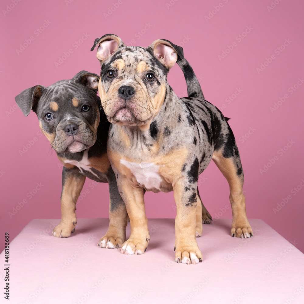 Obraz premium Portrait of two cute old english bulldog puppies looking at the camera on a pink background