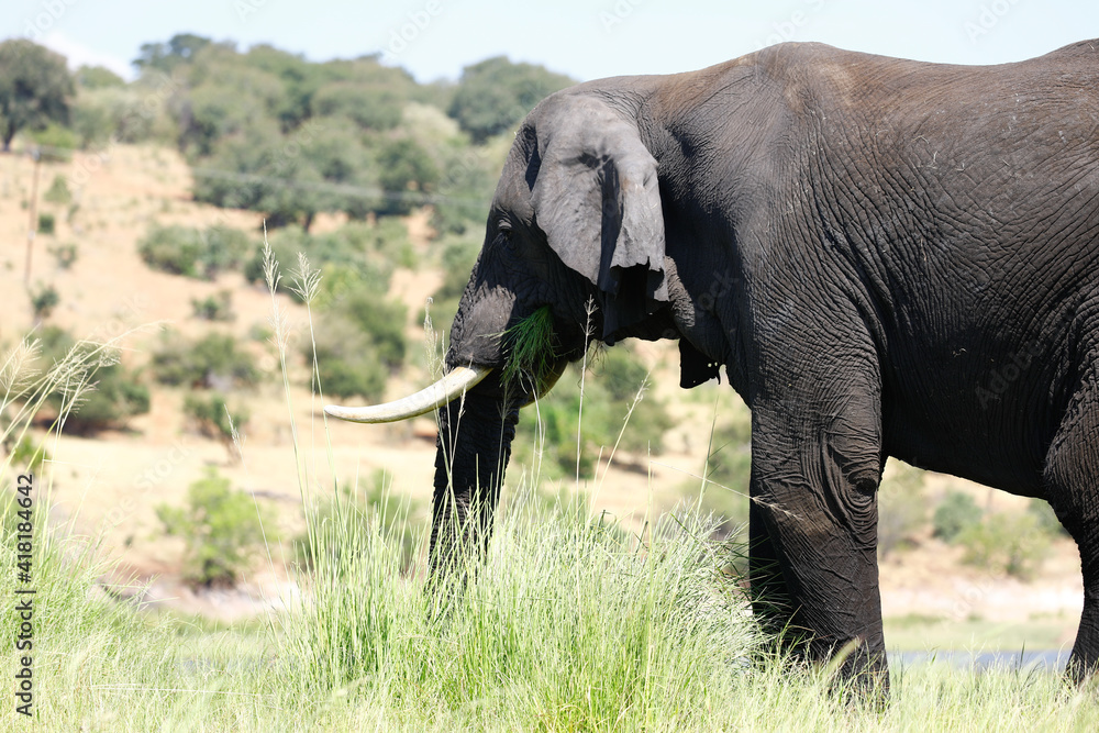 Obraz premium Elefant