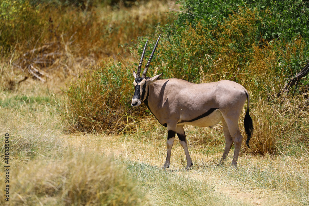 Fototapeta premium Antilope