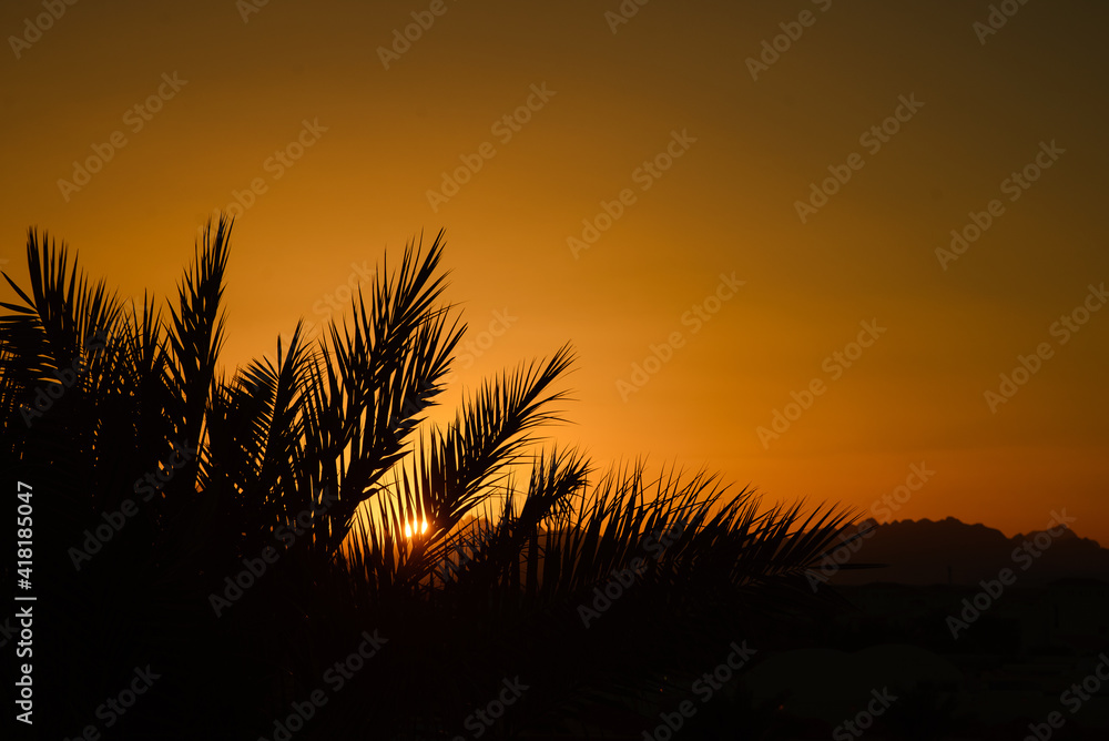 Sunset . Palm tree in the foreground