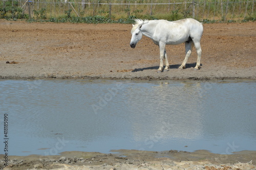 Fototapeta Naklejka Na Ścianę i Meble -  Caballo blanco se aproxima a beber agua en un estanque