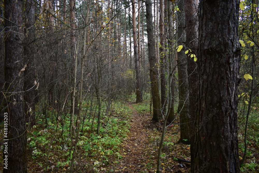 Naklejka premium forest in autumn