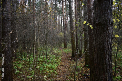 forest in autumn