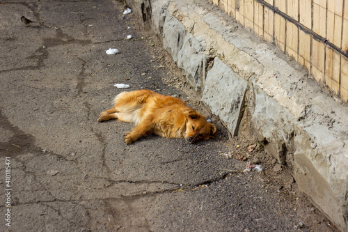 A homeless orange dog is lying on the ground © Олег Мальшаков