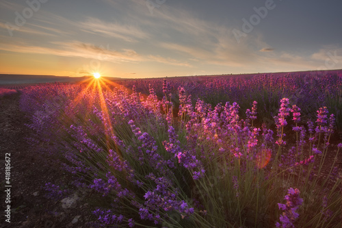 Stunning sunrise in a field of lavender. Very beautiful landscape. A blooming field of lavender.