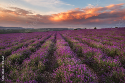 Stunning sunset in a field of lavender. Very beautiful evening landscape. A blooming field of lavender. © Екатерина Дмитренко
