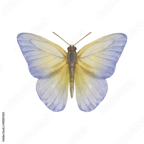 watercolor butterfly single. Butterfly isolated on white background. Delicate butterfly painted in watercolor.