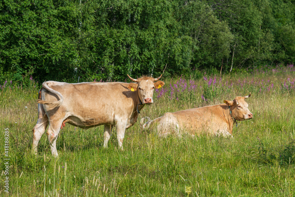 Two pale brown cows in a lush green summer pasture Two pale brown cows in a lush green summer pasture