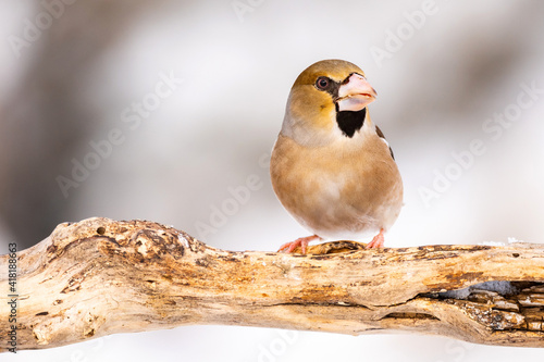 Hawfinch Coccothraustes coccothraustes sits on a stick in winter