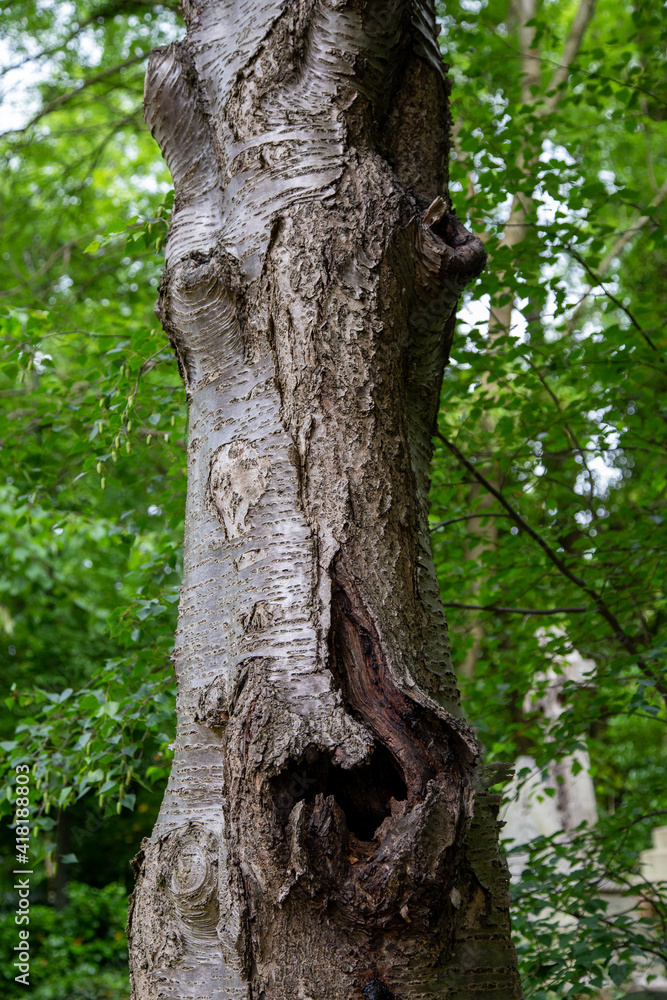 a tree that looks like a face in the forest a tree that looks like a face in the forest