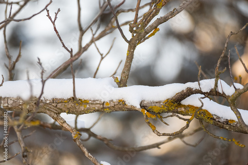 Snow tree branch in winter. Close up